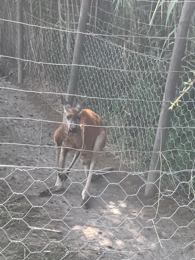 gite au paradis, parc animalier Olmeta-di-Tuda Extérieur photo