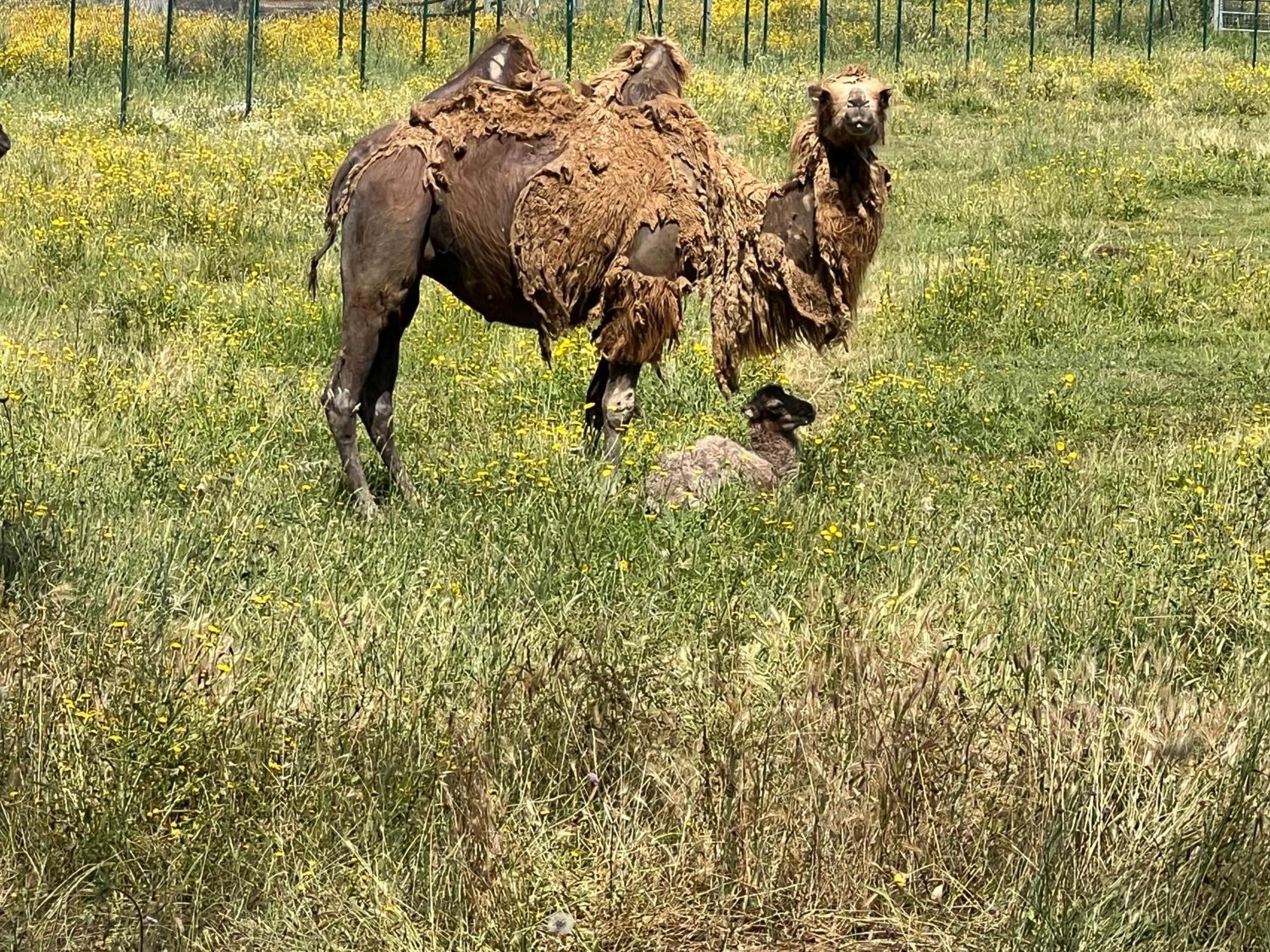 gite au paradis, parc animalier Olmeta-di-Tuda Extérieur photo