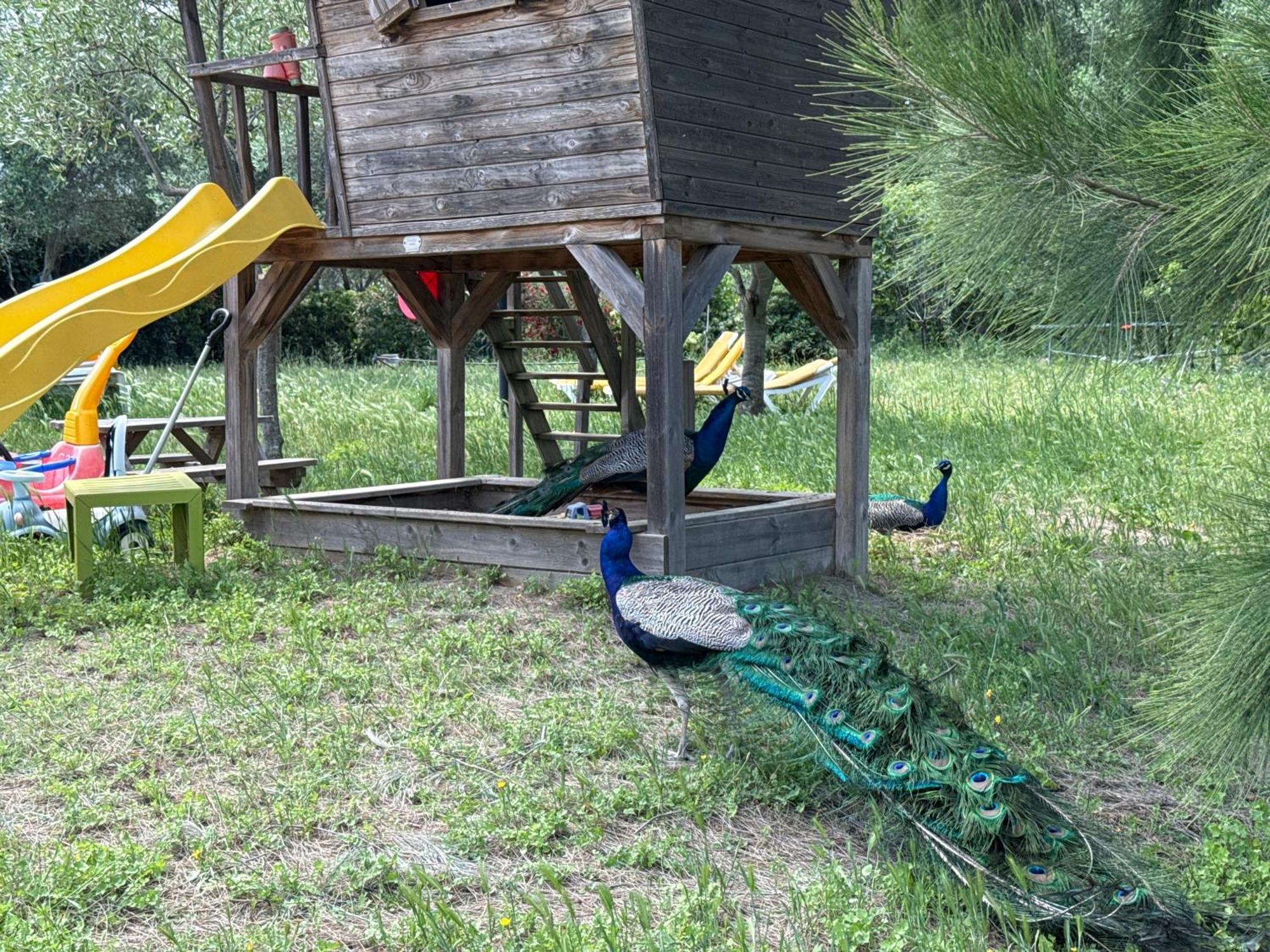 gite au paradis, parc animalier Olmeta-di-Tuda Extérieur photo